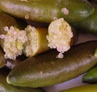 Sandy Creek Olives and Finger Limes - eAccommodation