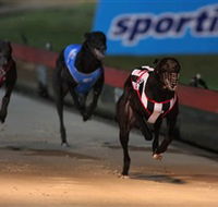 Dapto Dogs - eAccommodation