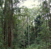 Bongil Bongil National Park - eAccommodation