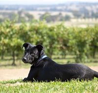 Moothi Estate Vineyard and Cellar Door - eAccommodation