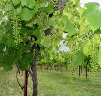 Holland Wines - eAccommodation