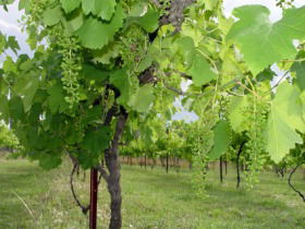 Holland Wines - eAccommodation 0