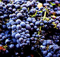 Nandroya Vineyard - eAccommodation