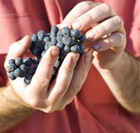 Brown Magpie Wines - eAccommodation