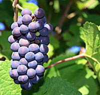 Tinderbox Vineyard - eAccommodation
