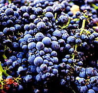 Tolpuddle Vineyard - eAccommodation