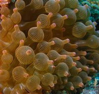 Coral Gardens Dive Site Mooloolaba - eAccommodation
