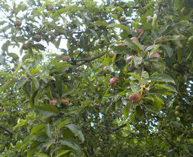 Tin Shed Cider - eAccommodation 1
