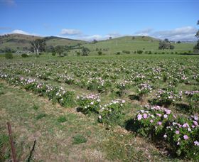 Damasque Rose Oil Farm - eAccommodation 1