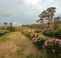 Damasque Rose Oil Farm - eAccommodation