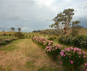 Damasque Rose Oil Farm - eAccommodation 0