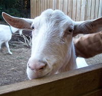 Drysdale Cheeses - eAccommodation