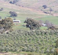 Wymah Organic Olives and Lambs - eAccommodation