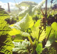 Punt Road Winery - eAccommodation