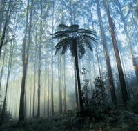 Yarra Ranges National Park - eAccommodation
