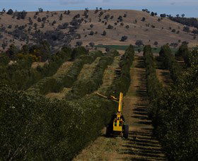 Rylstone Olive Press - eAccommodation 2