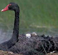 French Island Marine National Park - eAccommodation