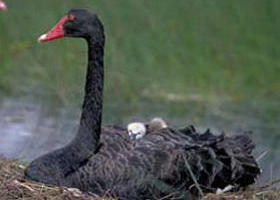 French Island Marine National Park - eAccommodation 0