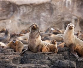 Phillip Island Nature Parks - eAccommodation 1