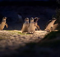 Phillip Island Nature Parks - eAccommodation