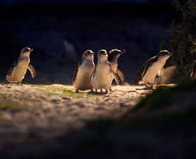 Phillip Island Nature Parks - eAccommodation 0