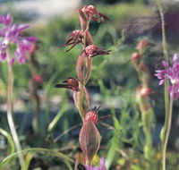 Carnamah-Eneabba Wildflower Drive - eAccommodation