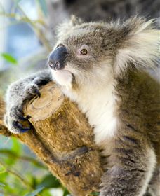 Maru Koala And Animal Park - eAccommodation 1