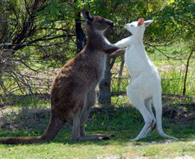 Maru Koala And Animal Park - eAccommodation 5