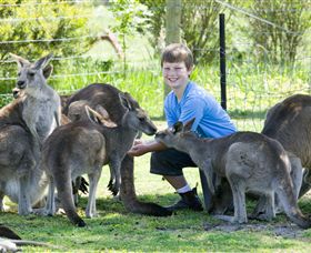 Maru Koala And Animal Park - eAccommodation 4