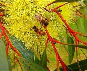 Ungulla Country Garden - eAccommodation 6