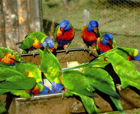 Canberra Walk In Aviary - eAccommodation 1