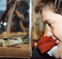 Canberra Reptile Zoo - eAccommodation