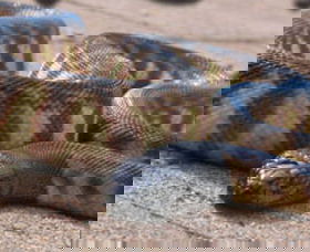 Canberra Reptile Zoo - eAccommodation 1