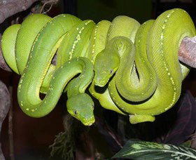 Canberra Reptile Zoo - eAccommodation 2