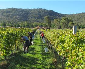 Savina Lane Premum Wines - eAccommodation 1