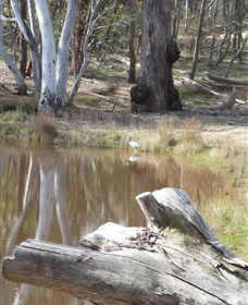 Mulligans Flat - eAccommodation 0