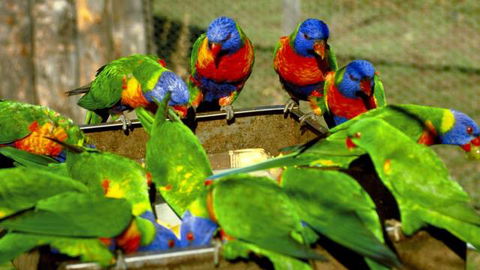 Canberra Walk In Aviary - eAccommodation 4