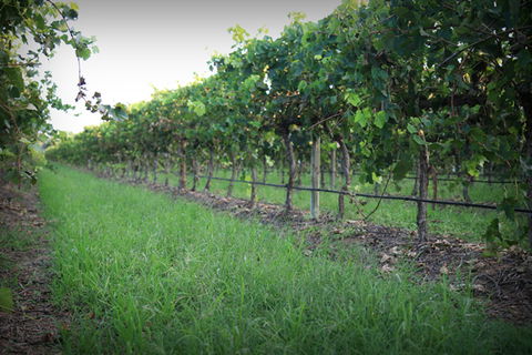 Bunnamagoo Wines - eAccommodation 2
