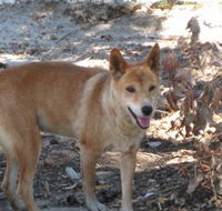 Cohunu Koala Park - eAccommodation