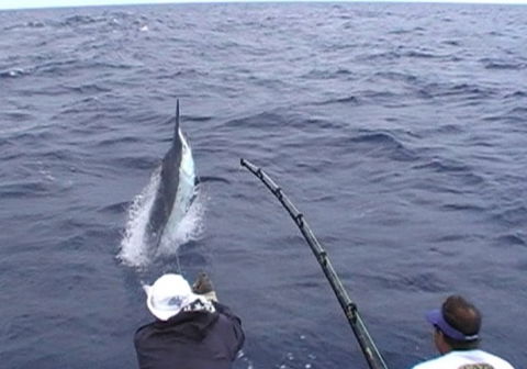 Amokura Charters - eAccommodation 0