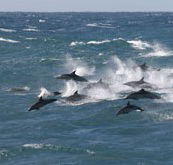 Tamboi Queen Cruises - eAccommodation