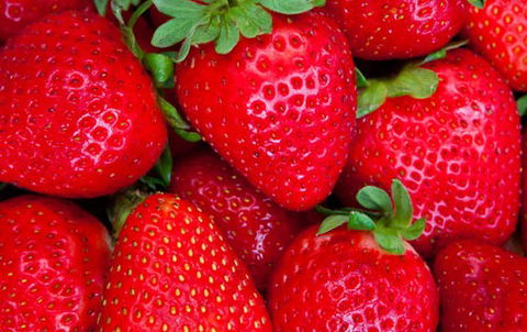 Newcastle City Farmers Markets - eAccommodation 2