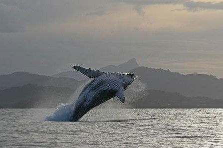 Byron Bay Whale Watching - eAccommodation 1