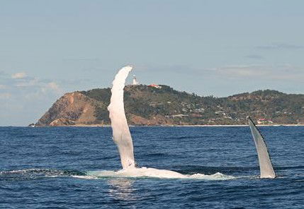 Byron Bay Whale Watching - eAccommodation 3