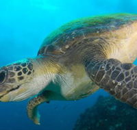 Byron Bay Dive Centre - eAccommodation