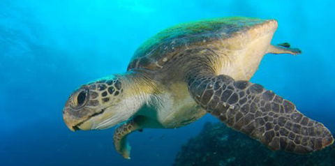 Byron Bay Dive Centre - eAccommodation 0