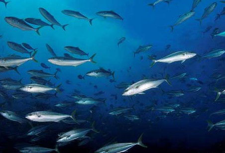 Byron Bay Dive Centre - eAccommodation 2
