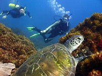 Byron Bay Dive Centre - eAccommodation 3