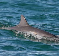 Byron Bay Dolphin Wildlife Tours - eAccommodation