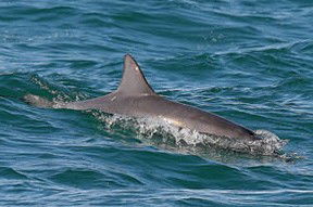 Byron Bay Dolphin Wildlife Tours - eAccommodation 0
